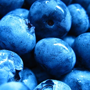 Newberry's Blueberries